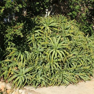 Nyaralóház A Tenger Mellett Öböl Rogacic, Vis - 8889 Rogačić (5)