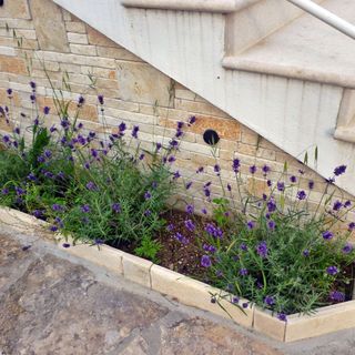 Apartman Amarena Starigrad (4)