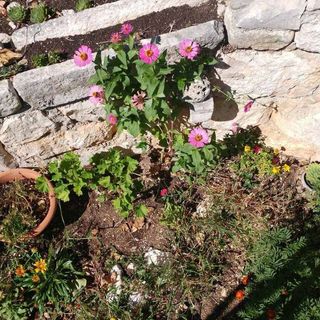 Apartmanok A Tenger Mellett Brist, Makarska - 15443 Brist (5)