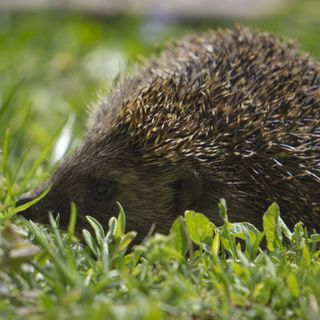 The Passenger Spot Vendégház Orfű (5)