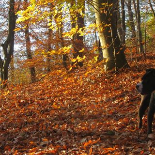Vidéki Hangulat Vendégház Noszvaj (4)