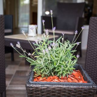 Levendula Apartmanház Balatonmáriafürdő (3)