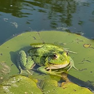 Tündérrózsa Udvarház Kiskorpád (3)