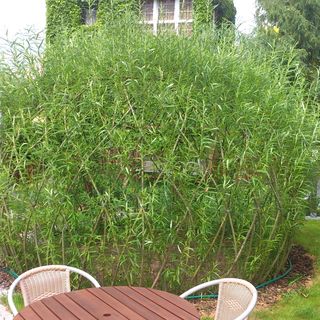 Hotel Alfa Trutnov (5)