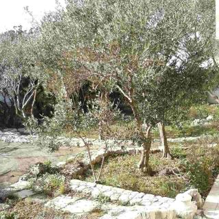 Apartmanok Parkolóhellyel Cres - 12609 (2)