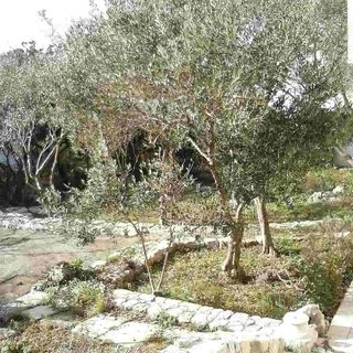 Apartmanok Parkolóhellyel Cres - 12609 (2)