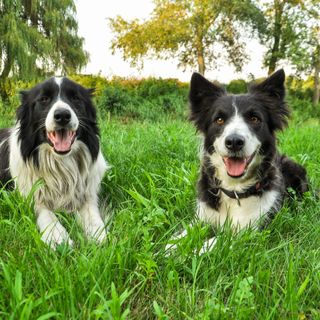 Gyömbér Tanya Ásotthalom (2)