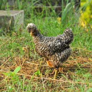 Gyömbér Tanya Ásotthalom (3)