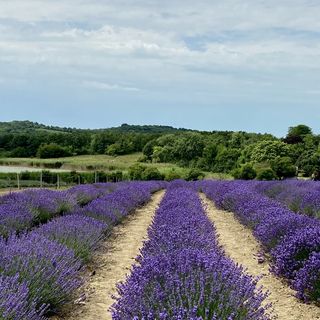 The Houses of History Tihany (5)
