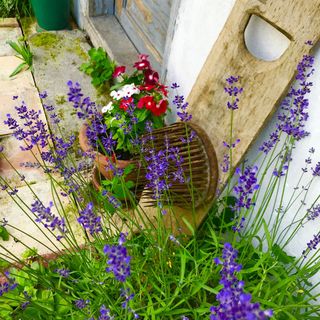 Csipke Porta Vendégház Cserépfalu (3)