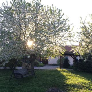 Levendula Vendégház Borsodivánka (3)