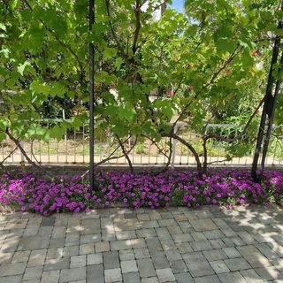 Apartments PIPO Krk (5)