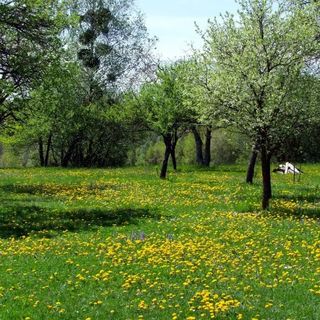 Gombász Porta Szalafő (3)