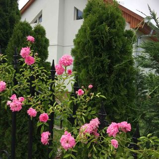 Villa Orchidea Balatonmáriafürdő (4)