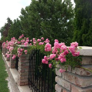 Villa Orchidea Balatonmáriafürdő (5)