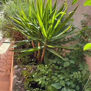 Apartmani MaDi Senj (5)