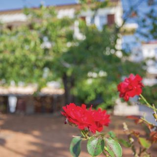 Apartments Nikola Punat (5)