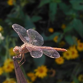 Relax Vendégház Szeliditópart (4)
