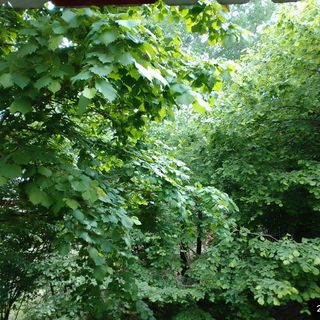 Pizsi Vendégház Galyatető (5)