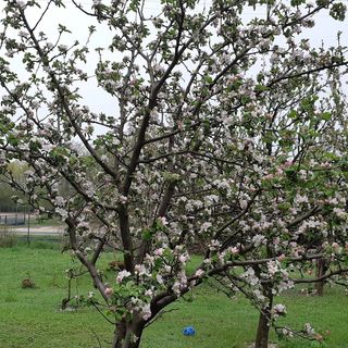 Balatonparti Kökényes Nyaralóház Balatonszepezd (2)
