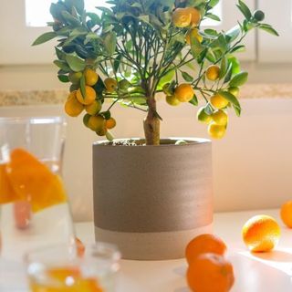 Apartman Lori 2 Poreč (3)