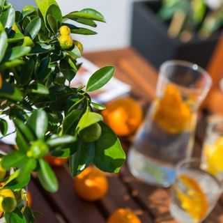 Apartman Lori 2 Poreč (4)