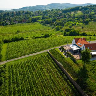Vitis Kúria Balatonrendes (3)