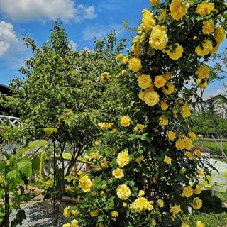 Gästehaus Ildikó Hannersdorf (5)