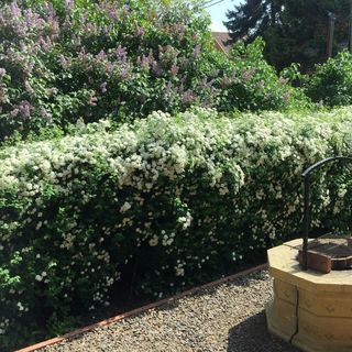 Diófa Üdülő Hajdúszoboszló (5)