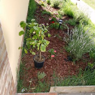 Csodarét Kúria Mórahalom (4)