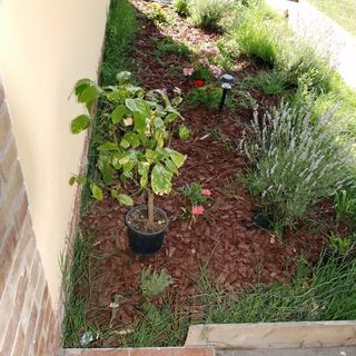 Csodarét Kúria Mórahalom (4)