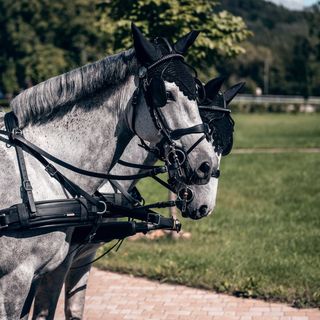 Jítravský Dvorec - Apartmán-Hotel (2)