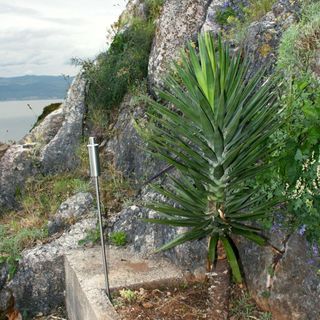 Nyaralóház Parkolóhellyel Vrbnik, Krk - 5426 Vrbnik (3)