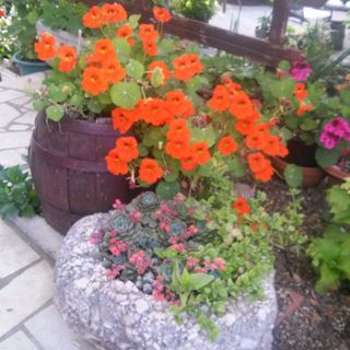 Apartmanok Parkolóhellyel Banjol, Rab - 16334 Banjol (5)