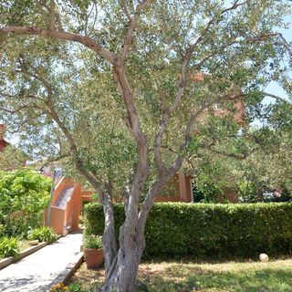 Apartmanok A Tenger Mellett Tkon, Pasman - 16589 Tkon (4)