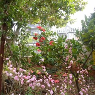 Apartmanok Parkolóhellyel Banjole, Pula - 17398 Banjole (5)