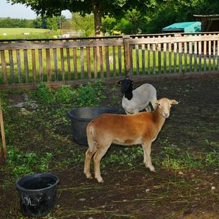 Resort Ohrada Vísky (5)