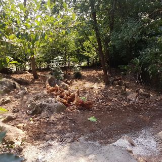 House Jelena 1 Rakovica (4)