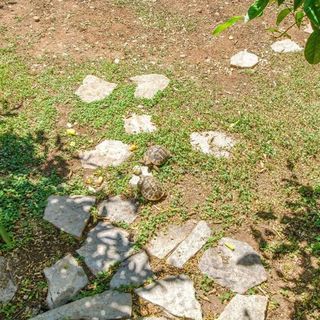 Apartman Milo Milna (3)