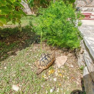 Apartman Milo Milna (5)