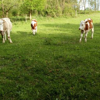 Tarkabarka Porta Németbánya (4)