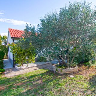 House Pansy Pasman (3)