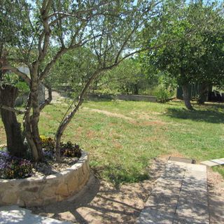 House Pansy Pasman (2)