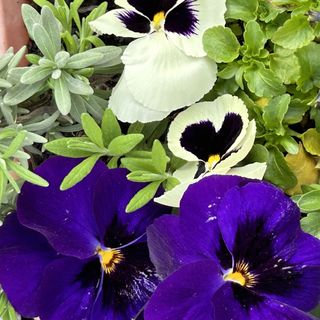 Kügi Apartman Balatonalmádi (5)