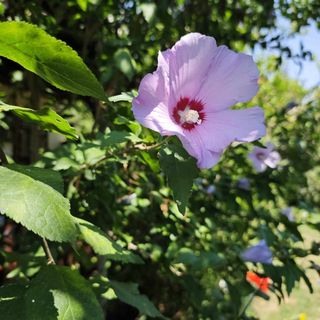 Abigél 2 Apartmanok Zamárdi (5)