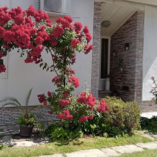 Dani Pince és Vendégház Villány (2)