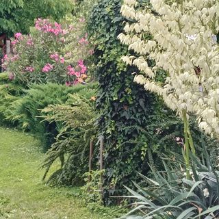 Dani Pince és Vendégház Villány (4)