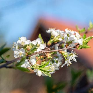 Cabana Gobélak Izvoare (4)