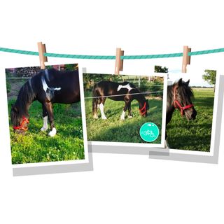 Turul Tanya Mórahalom (4)