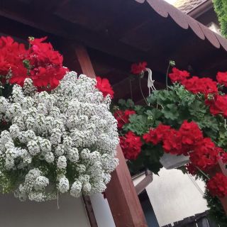 Casa Judith Turda (4)